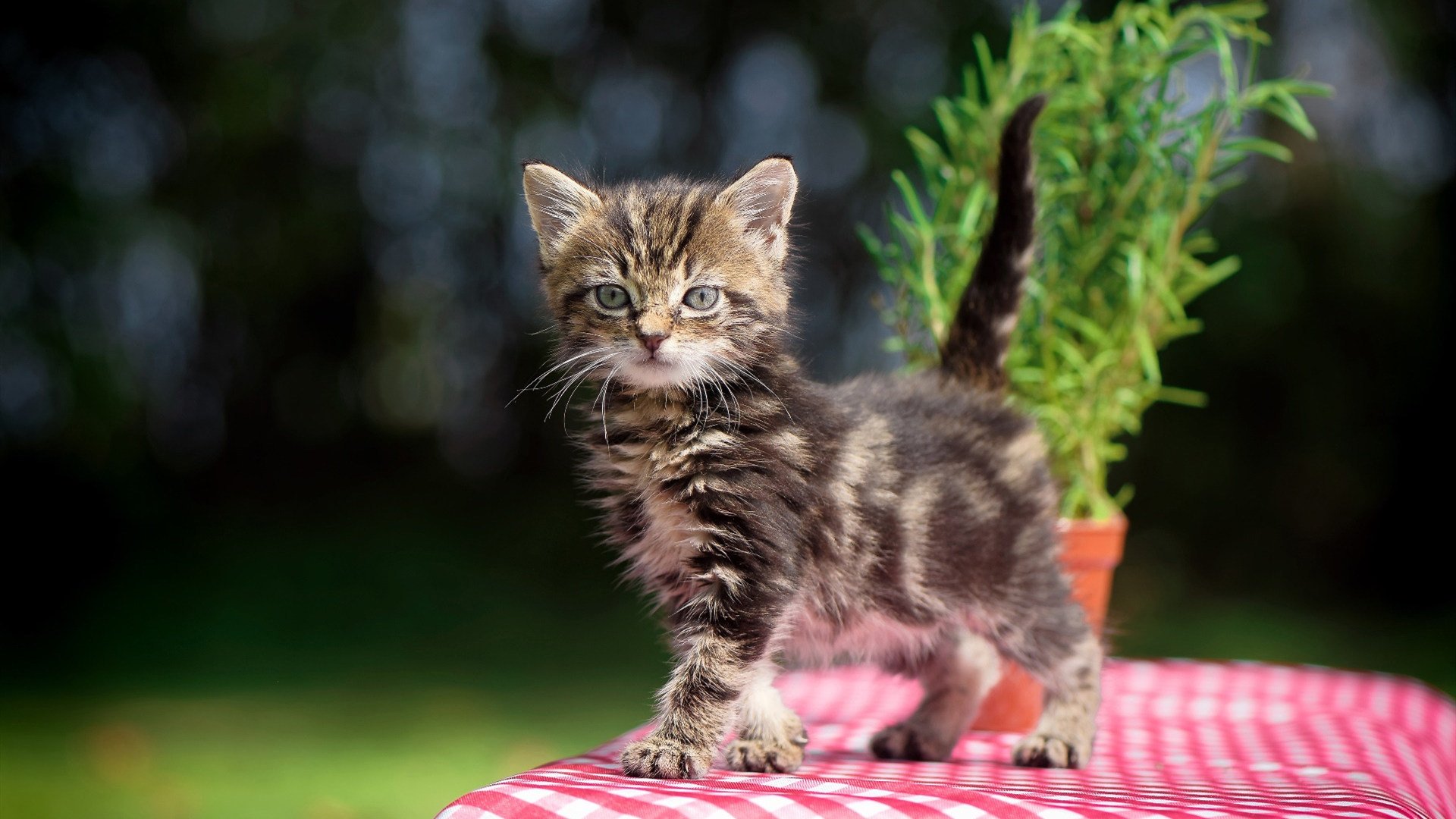 悬念终结与冠军闪耀，皇家社会提前锁定胜局，基米希演绎王者风范