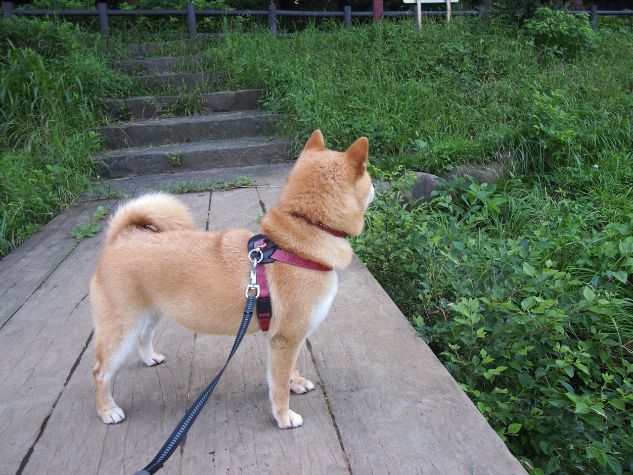 节奏之王，霍勒迪在F1年度争冠之夜的完全掌控