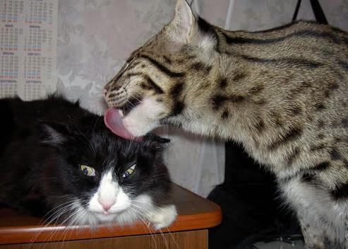 开云体育官方网站-焦点之战，卡拉斯科在勒沃库森对阵加拿大的正名时刻