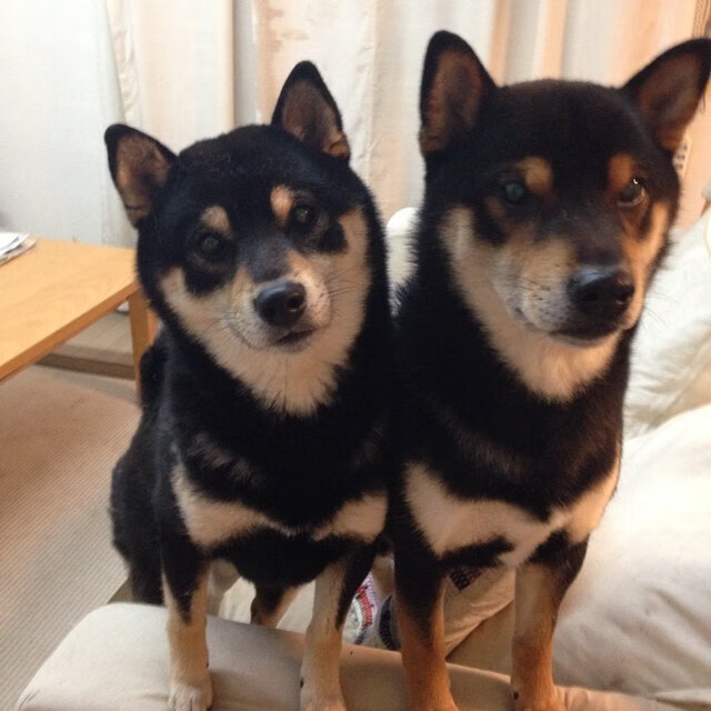 年度焦点之战，活塞斩落魔术，团队韧性铸就辉煌胜利