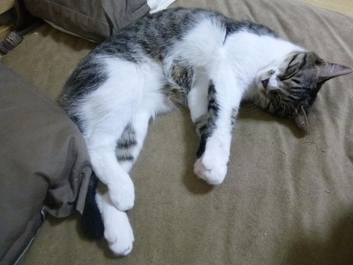 开云体育平台APP-跨界传奇，那不勒斯足球凯旋与巴雷拉的NBA总决赛统治