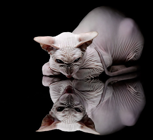 开云体育平台APP-雷霆骤起，鹈鹕折翼，2026世界杯，一场提前到来的屠杀与悬念的终结