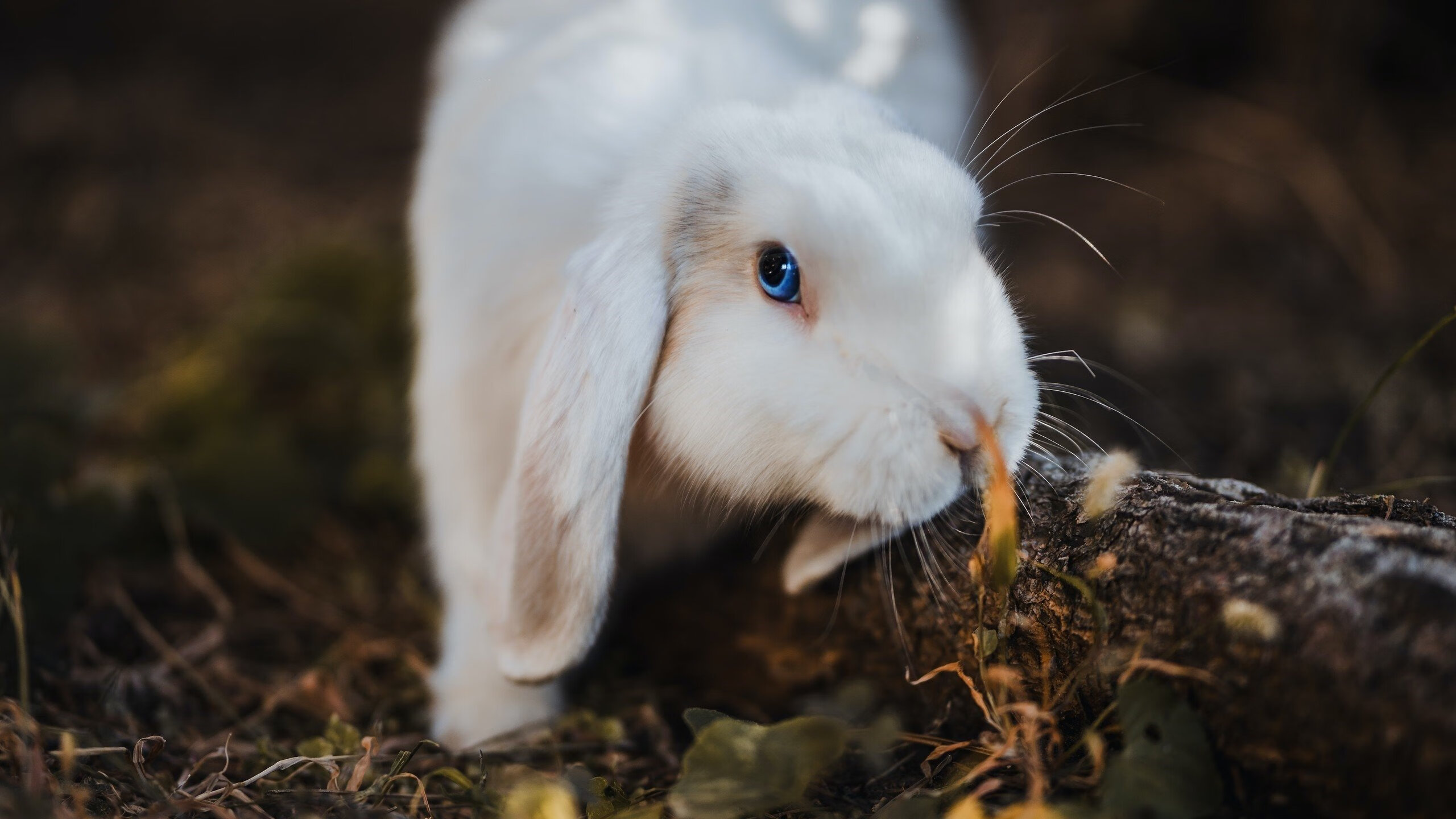 NBA总决赛焦点战，广东队提前终结悬念，上海队遗憾告负