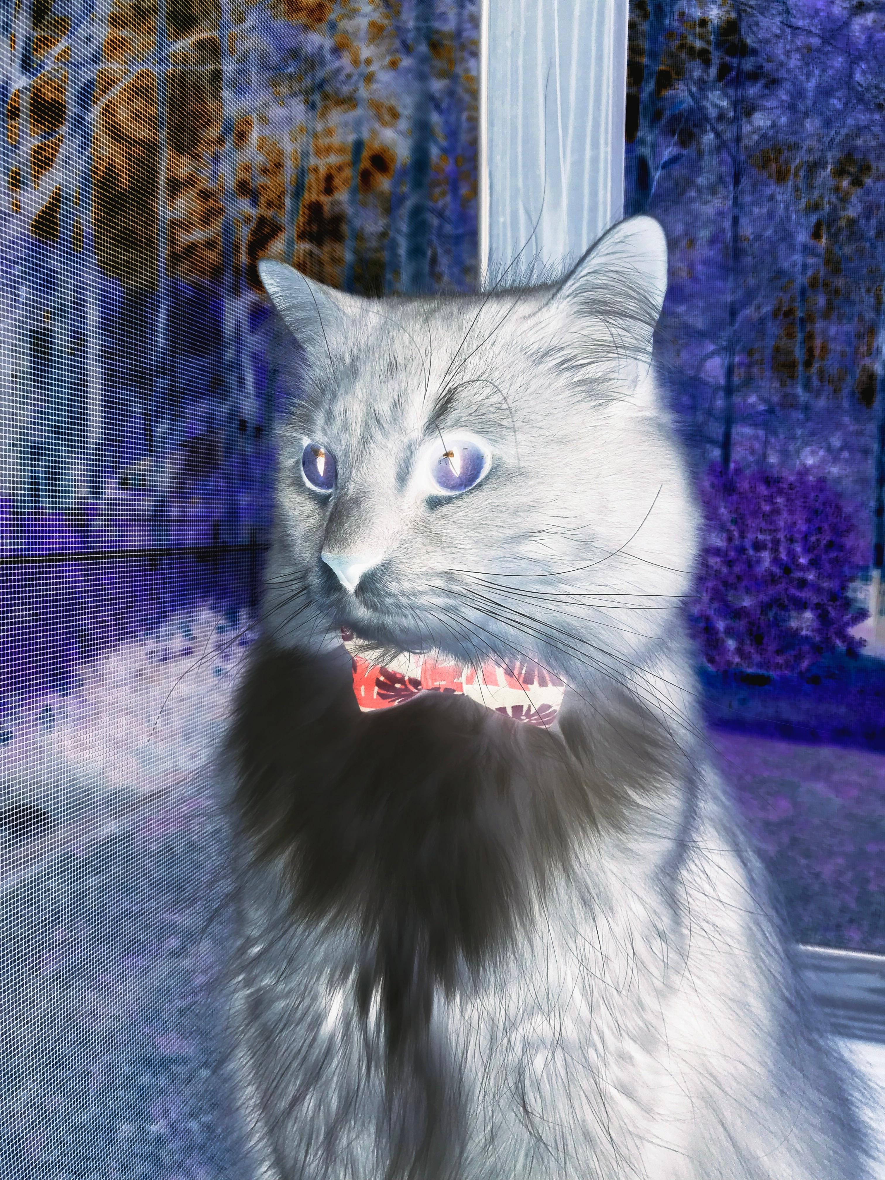 F1新赛季揭幕战之夜,恩佐关键进球定乾坤,当引擎轰鸣遇见绿茵绝杀