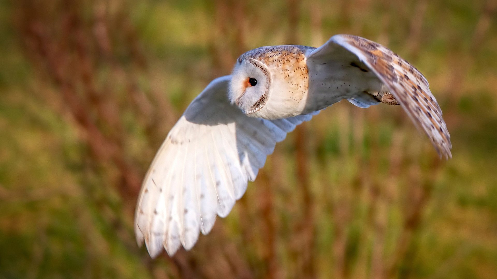 跨越大洋的共鸣,当吉林血性照亮乔治的王座之路