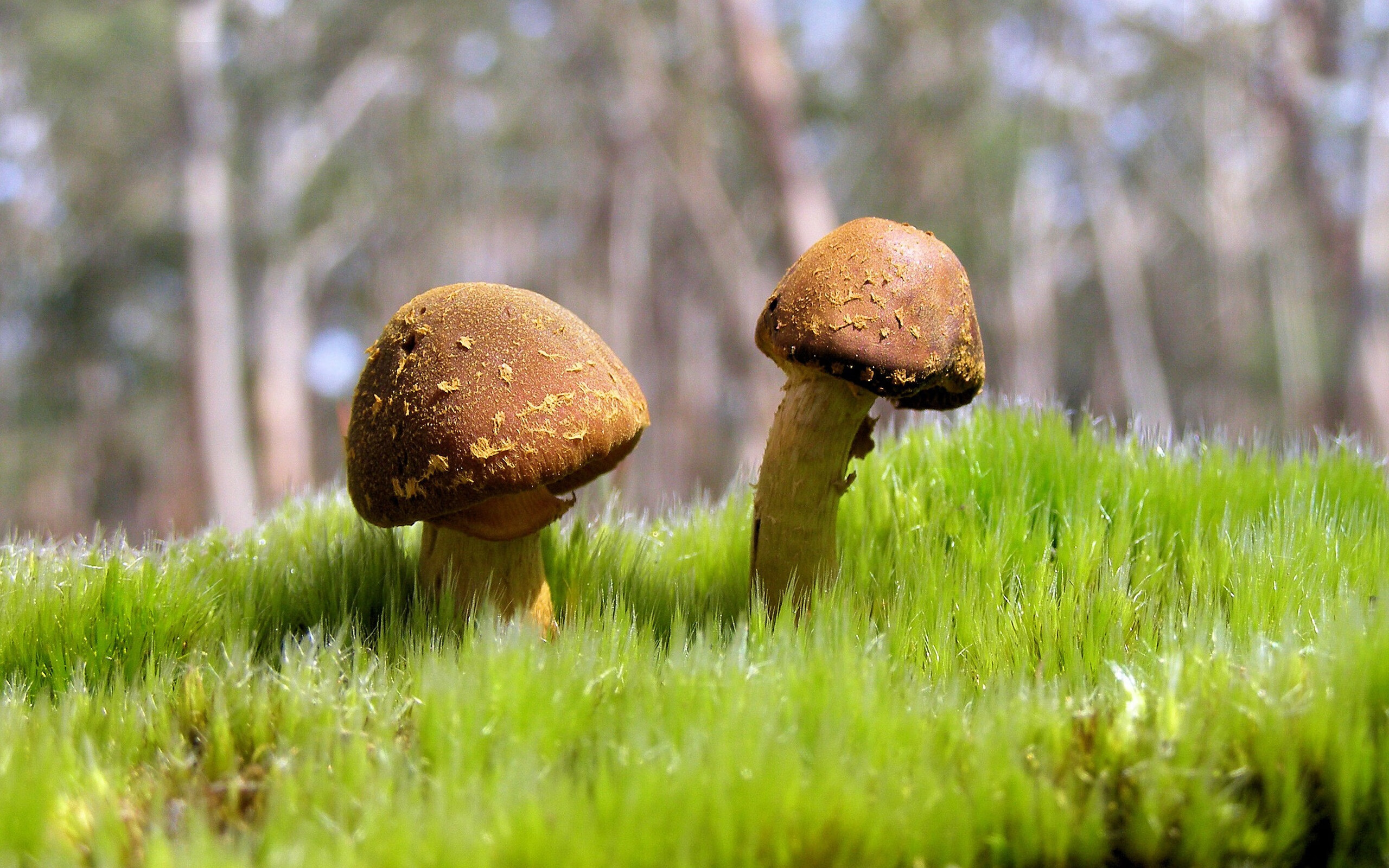 开云体育登录-团队洪流与孤星闪耀,雷霆的碾压与东契奇的史诗之夜