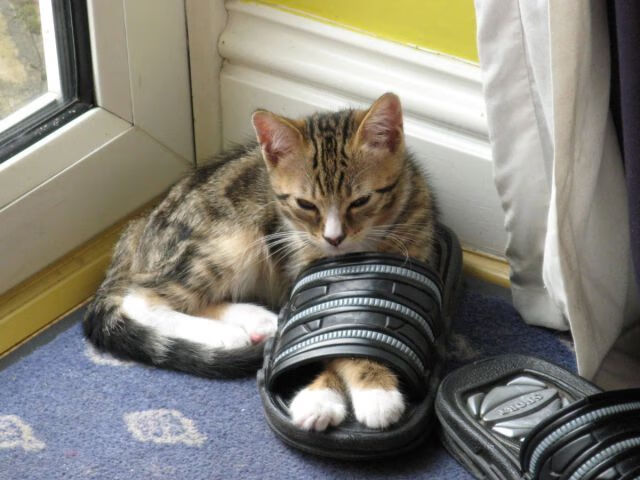 开云体育官网-西决生死战，比利时豪门如何从埃及带走胜利密码？