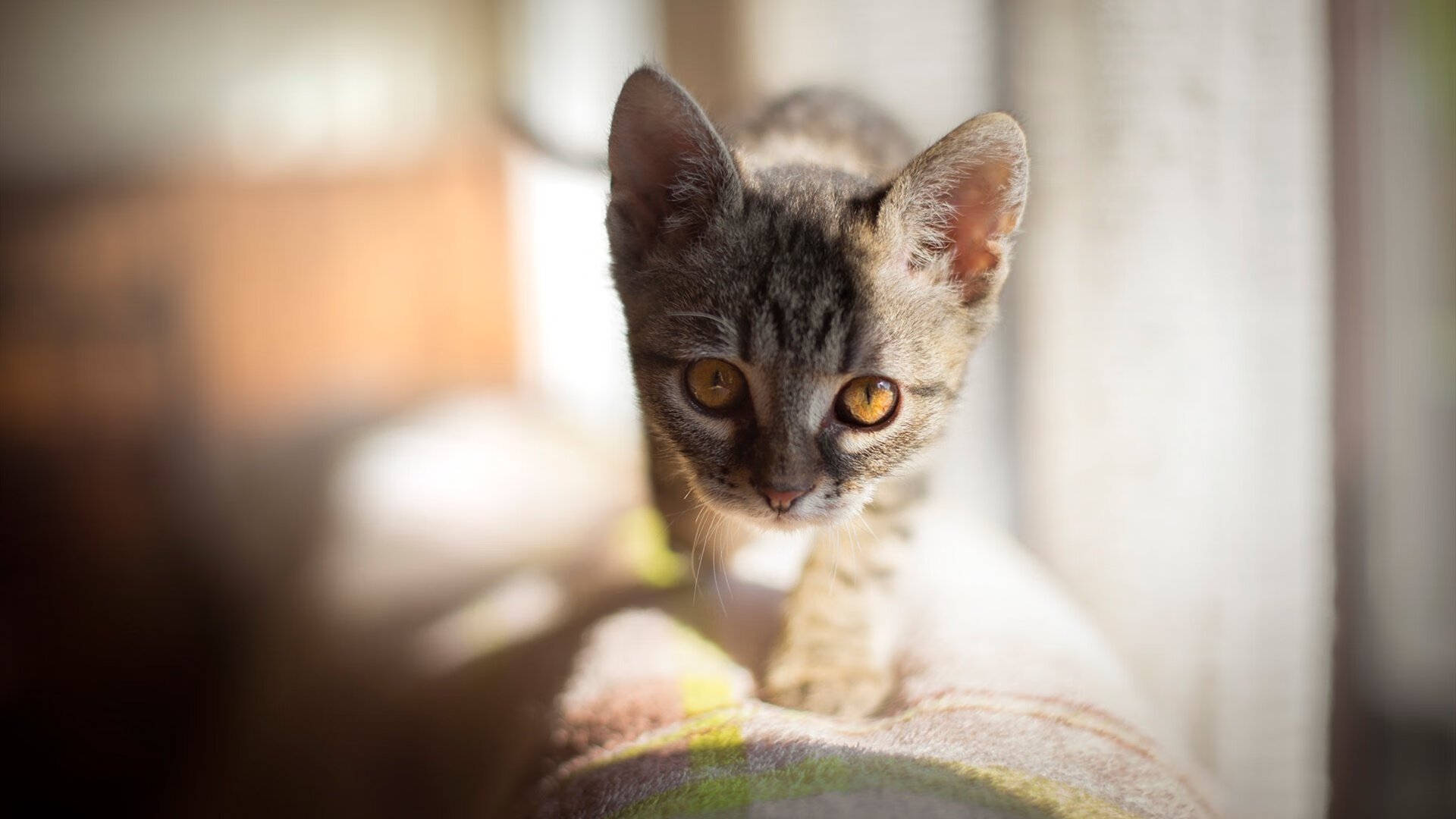 开云体育APP下载-硬仗与闪耀,阿根廷力克荷兰,黄喜灿在年度焦点战中接管比赛