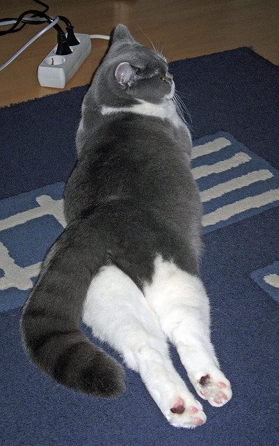 开云体育官方网站-奥亚尔萨瓦尔双响炮,切尔西的沉默刺客如何在焦点战改写英格兰足球剧本