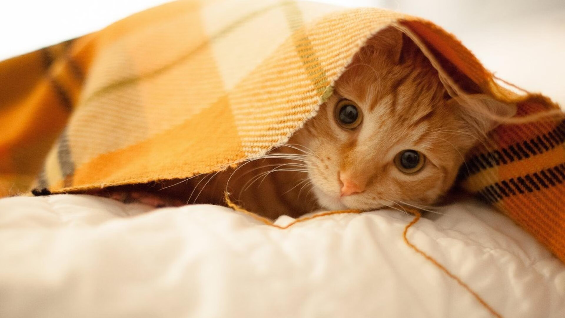 开云体育app-范弗利特主宰西决生死战之夜,孤星闪耀,定鼎乾坤