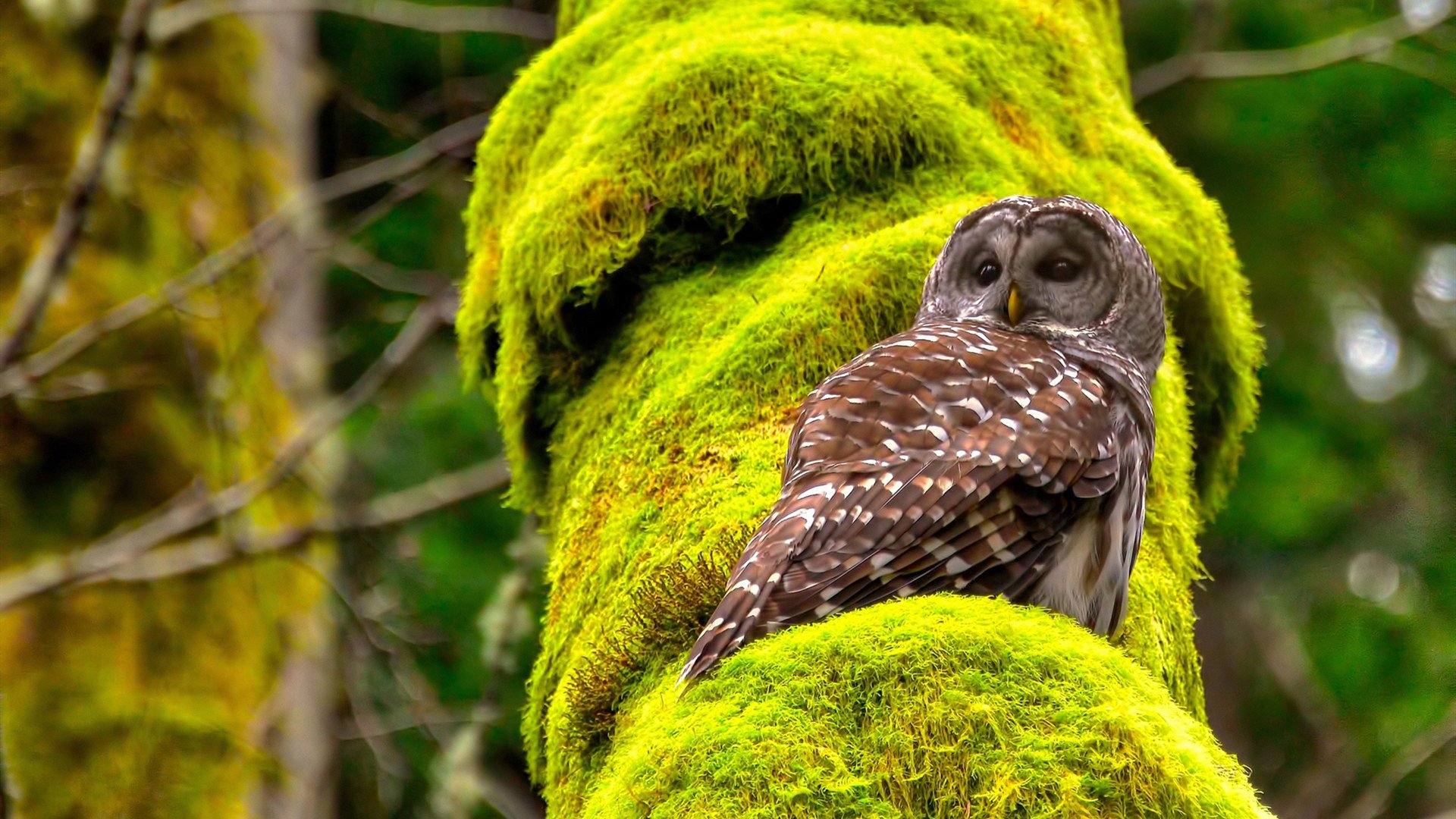 开云官网-2026世界杯之夜,哈弗茨的独舞,在数据废墟上竖起神话