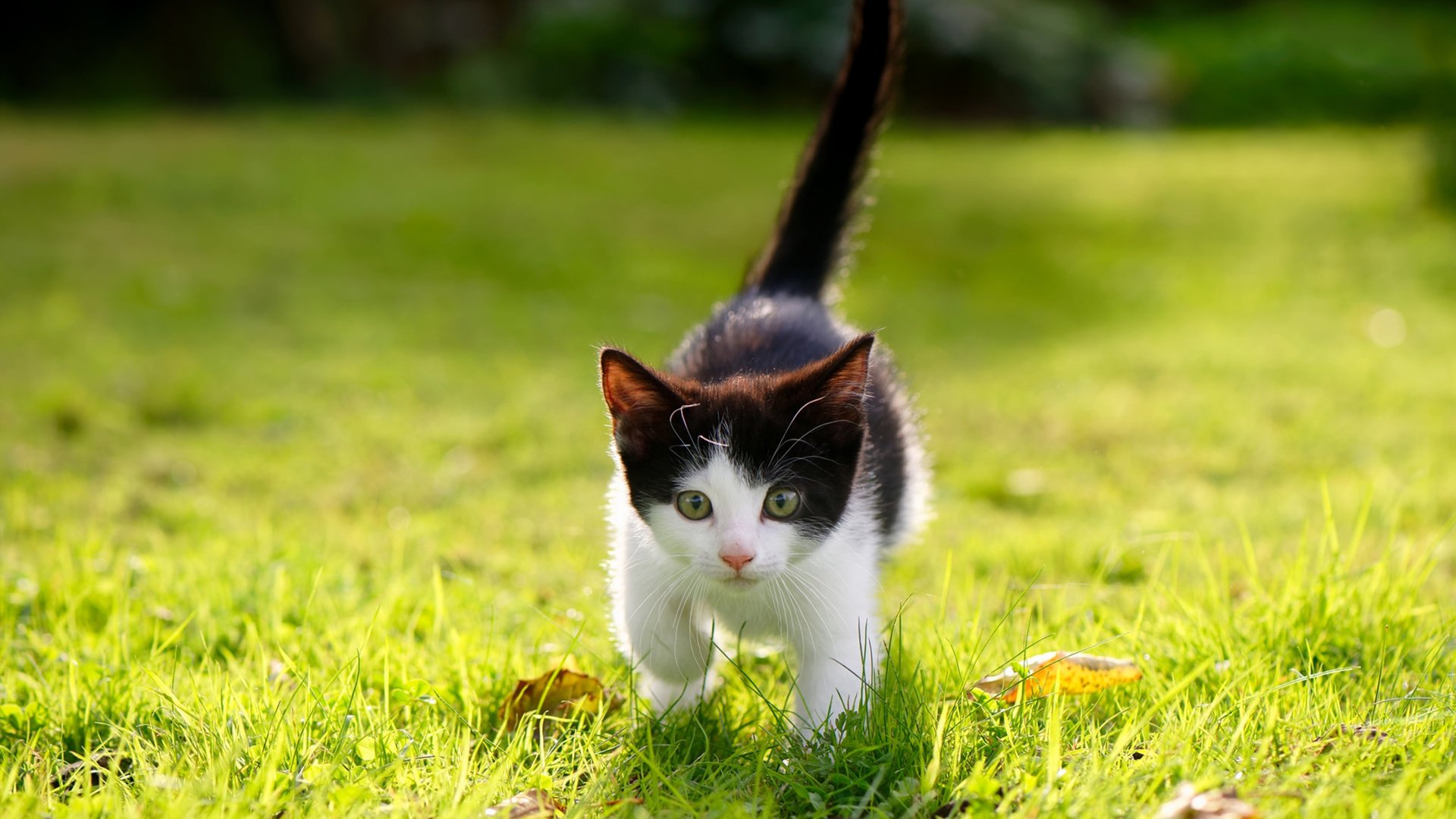 开云下载-北非之刃出鞘难挽狂澜,卡瓦哈尔爆发之夜,丹麦童话提前终结悬念