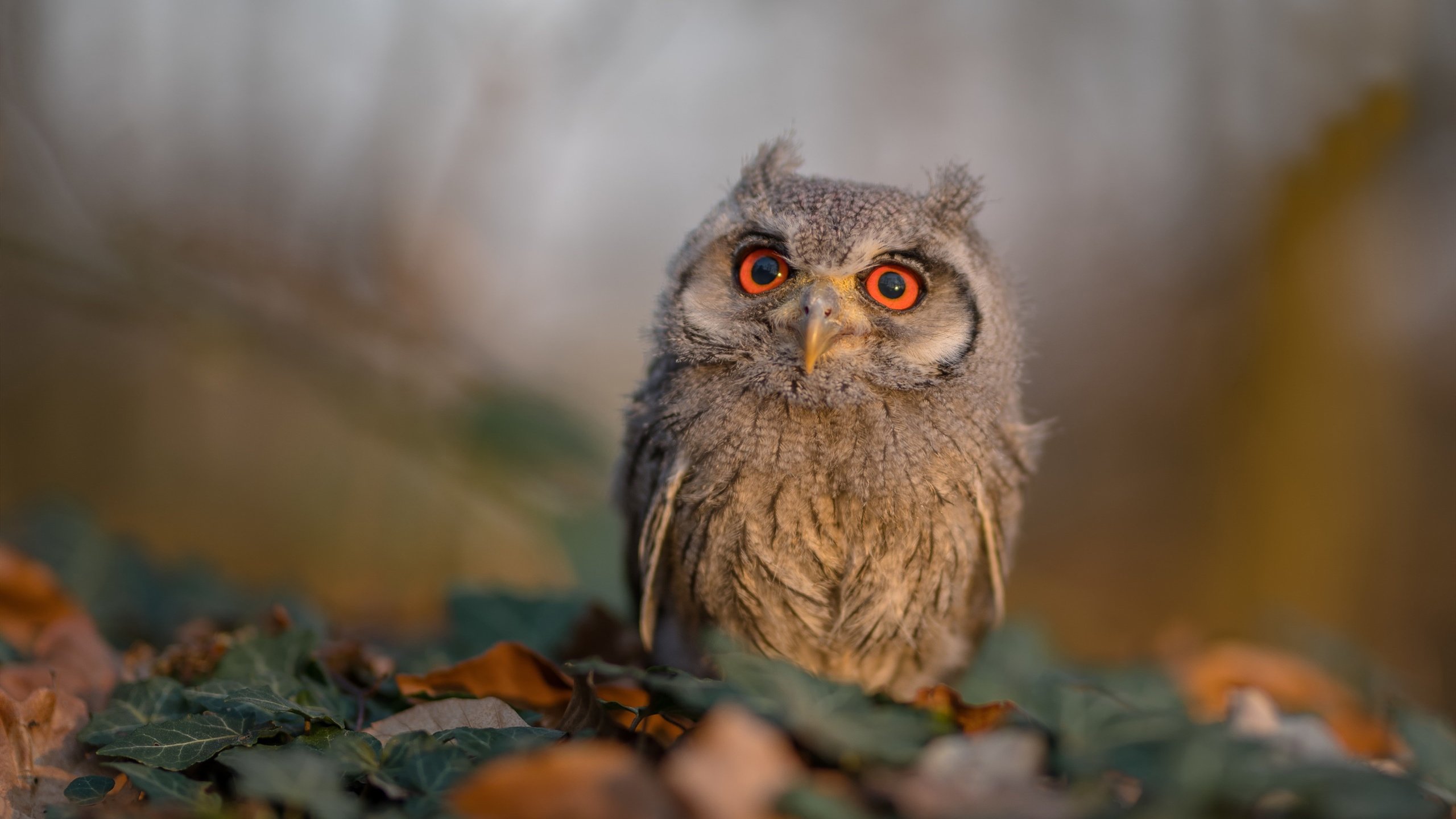 开云体育官网-节奏大师罗德里戈，洪都拉斯中场如何瓦解比利时黄金一代