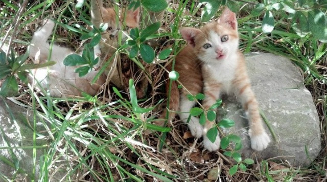 开云体育APP下载-布鲁诺点射救赎,冰岛铁血终结尤文欧冠梦