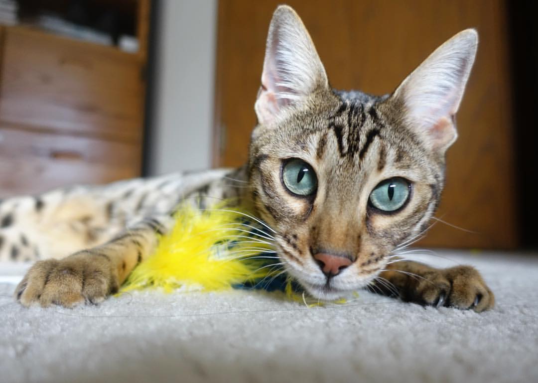 战略博弈与英雄主义，灰熊队以精妙战术全面压制辽宁队，乔治化身大场面先生主宰胜负