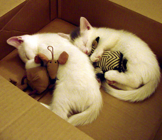 开云体育官方网站-中国对阵勒沃库森,劳塔罗稳定输出不掉线的足球启示录