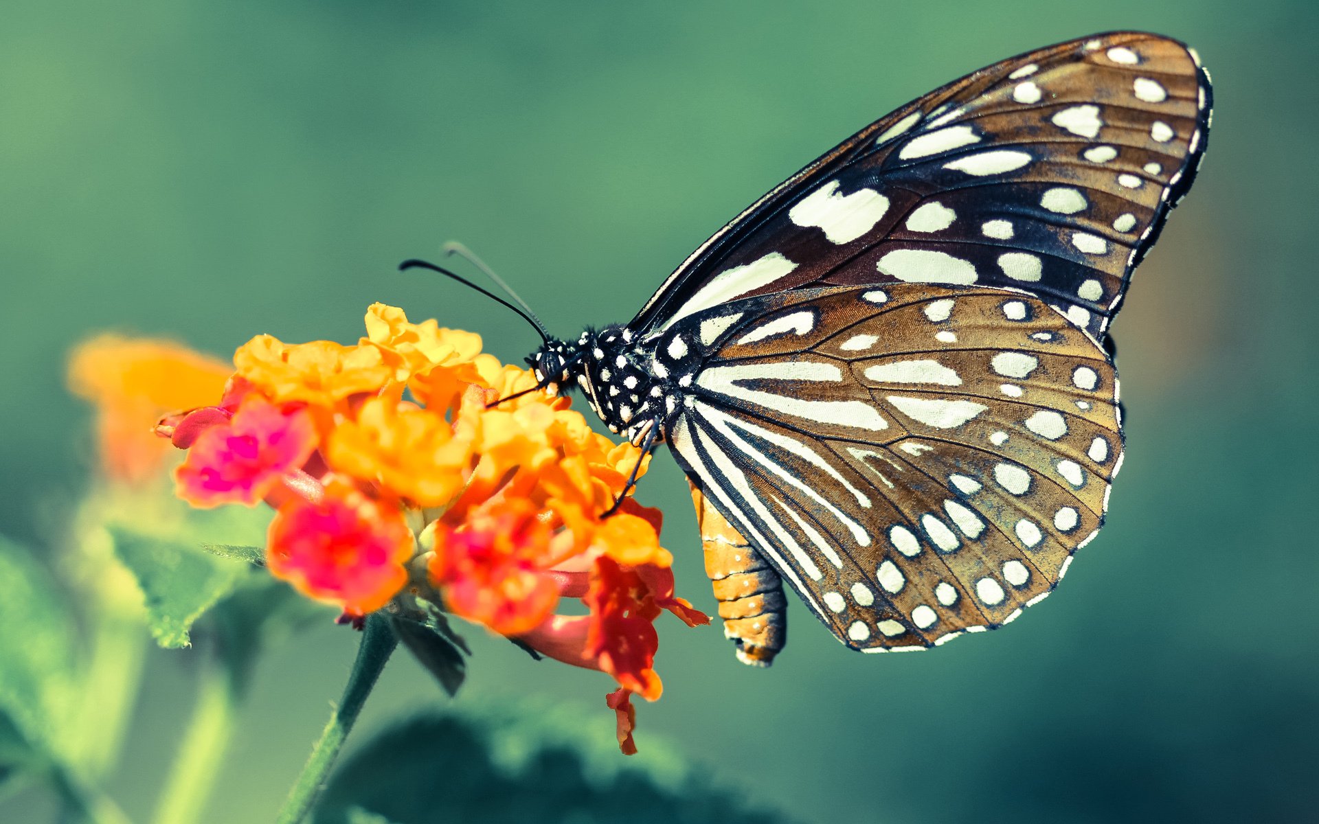 马丁内利闪击引爆全局，喀麦隆三连击终结乌拉圭悬念