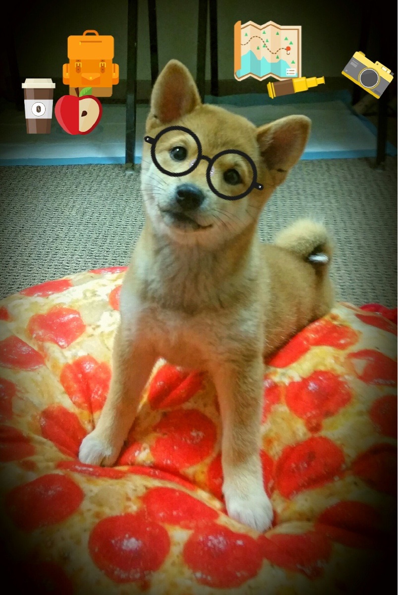 独舞的统治者,武切维奇攻防双刃,划破深浙对决的夜空