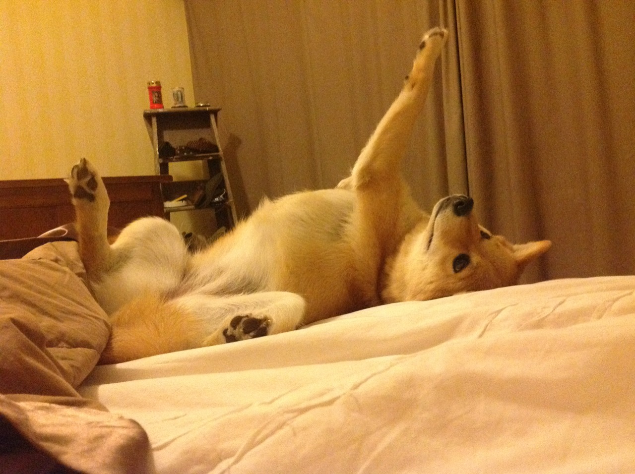 开云体育平台APP-提前锁定总决赛！国王终结悬念，浙江队遗憾告别西决舞台